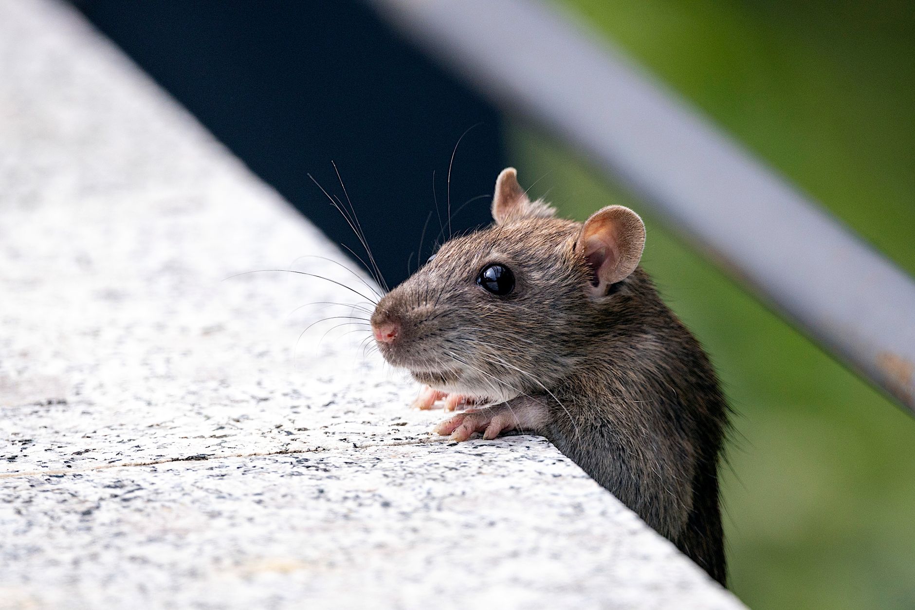 Désinsectisation dératisation à La Courneuve